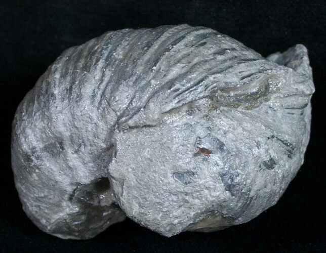Gryphaea (Devil's Toenail) Fossil Oyster - Jurassic #9901